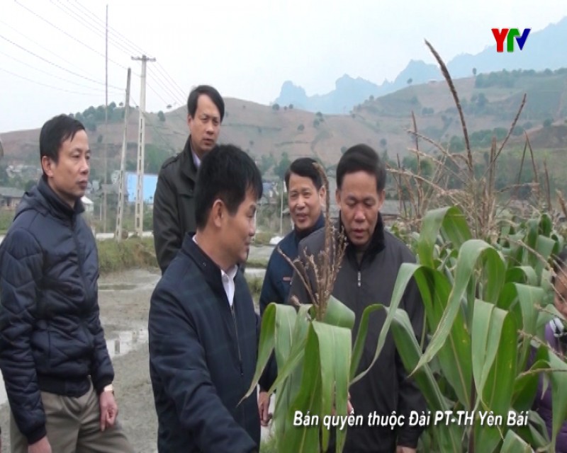 Đồng chí Phó Chủ tịch UBND tỉnh Nguyễn Văn Khánh kiểm tra công tác phòng chống rét tại thị xã Nghĩa Lộ và huyện Văn Chấn