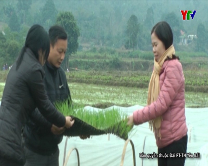 Huyện Trấn Yên phấn đấu hoàn thành gieo cấy lúa đông xuân vào trung tuần tháng 2