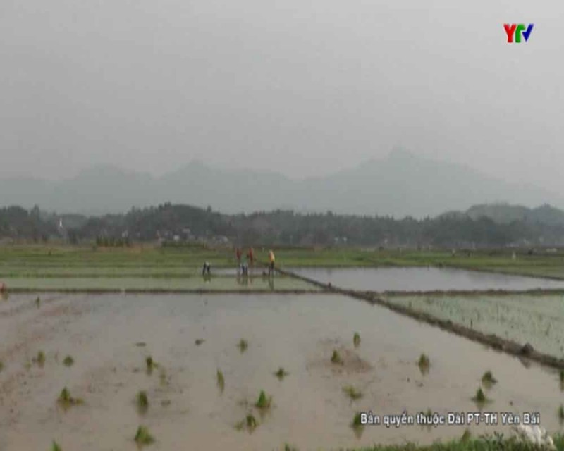 Huyện Văn Yên đẩy nhanh tiến độ gieo cấy lúa đông xuân