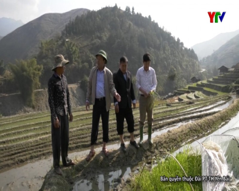 Lãnh đạo huyện Mù Cang Chải kiểm tra sản xuất đông xuân