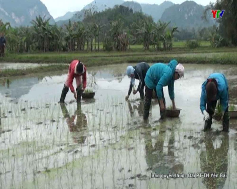 Nông dân huyện Lục Yên tập trung sản xuất vụ đông xuân