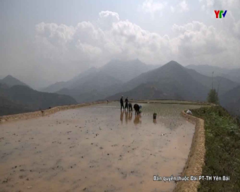 Huyện Mù Cang Chải khắc phục diện tích lúa đông xuân bị ảnh hưởng do rét đậm