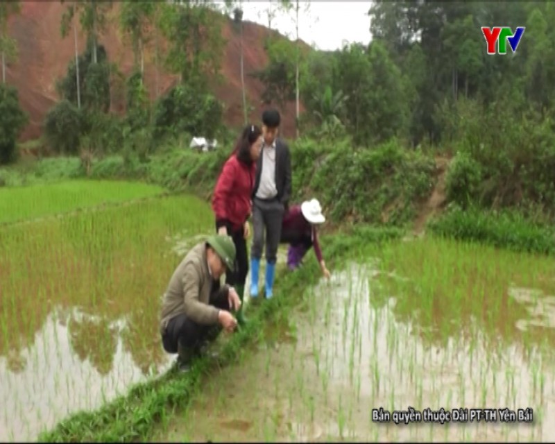 Huyện Trấn Yên kiểm tra sản xuất vụ đông xuân tại các xã trên địa bàn