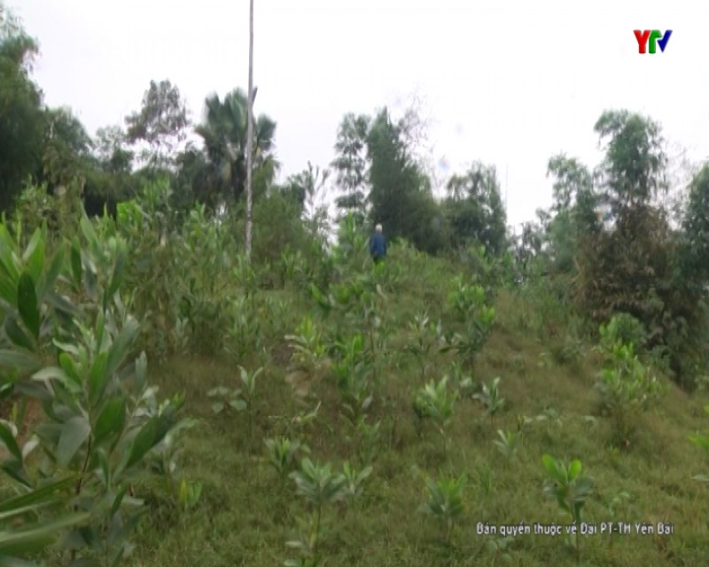 Thành phố Yên Bái sôi nổi phong trào trồng rừng đầu xuân