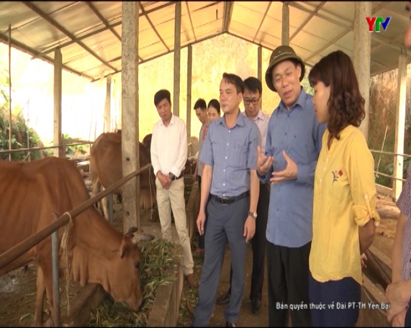 Đồng chí Phó Chủ tịch UBND tỉnh Nguyễn Văn Khánh kiểm tra tình hình sản xuất nông nghiệp tại Yên Bình