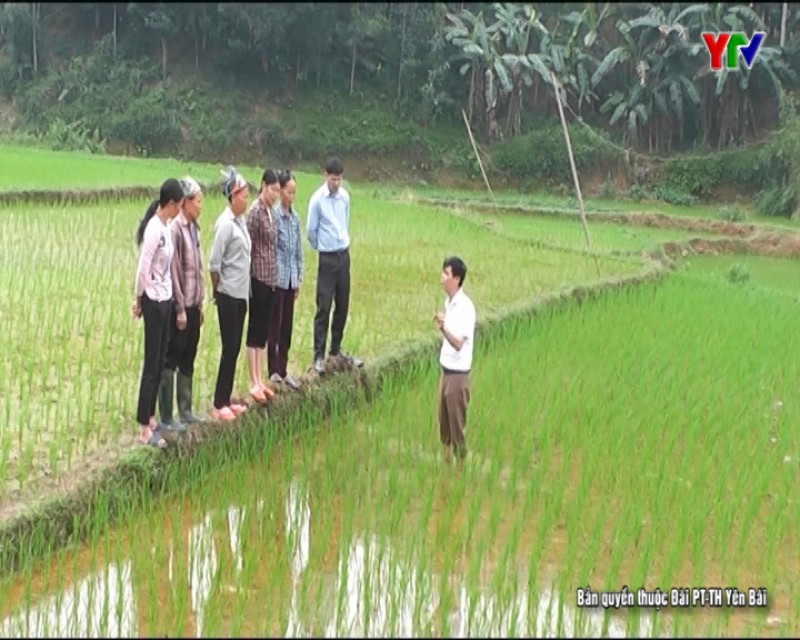 Nông dân huyện Yên Bình tích cực chăm sóc lúa đông xuân