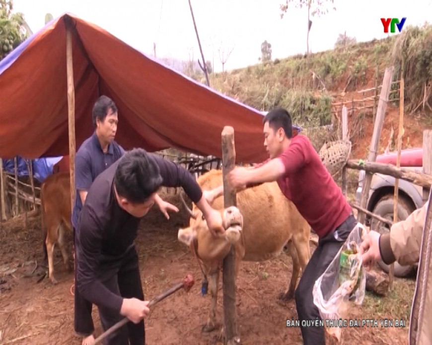 Xuất hiện dịch lở mồm long móng trên đàn gia súc tại xã Pá Lau, huyện Trạm Tấu