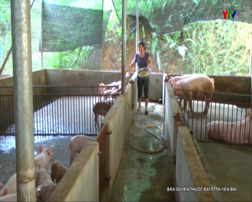 Nông dân thành phố Yên Bái chủ động tái đàn sau dịch tả lợn châu Phi