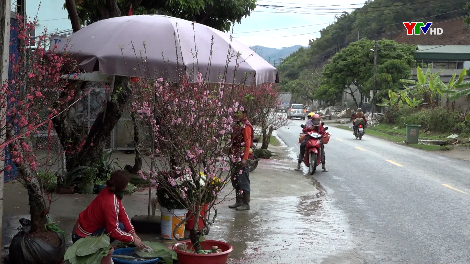 Trầm lắng thị trường hoa và cây cảnh ở Văn Chấn