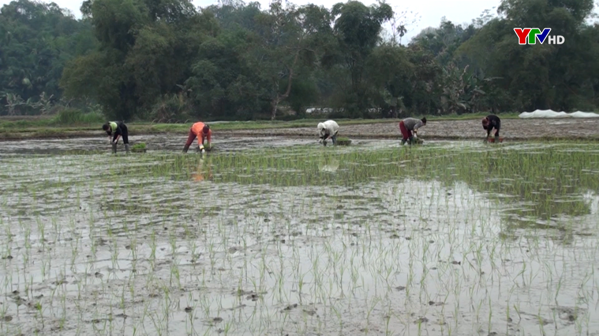 Huyện Lục Yên phấn đấu gieo cấy lúa đông xuân trong khung thời vụ tốt nhất