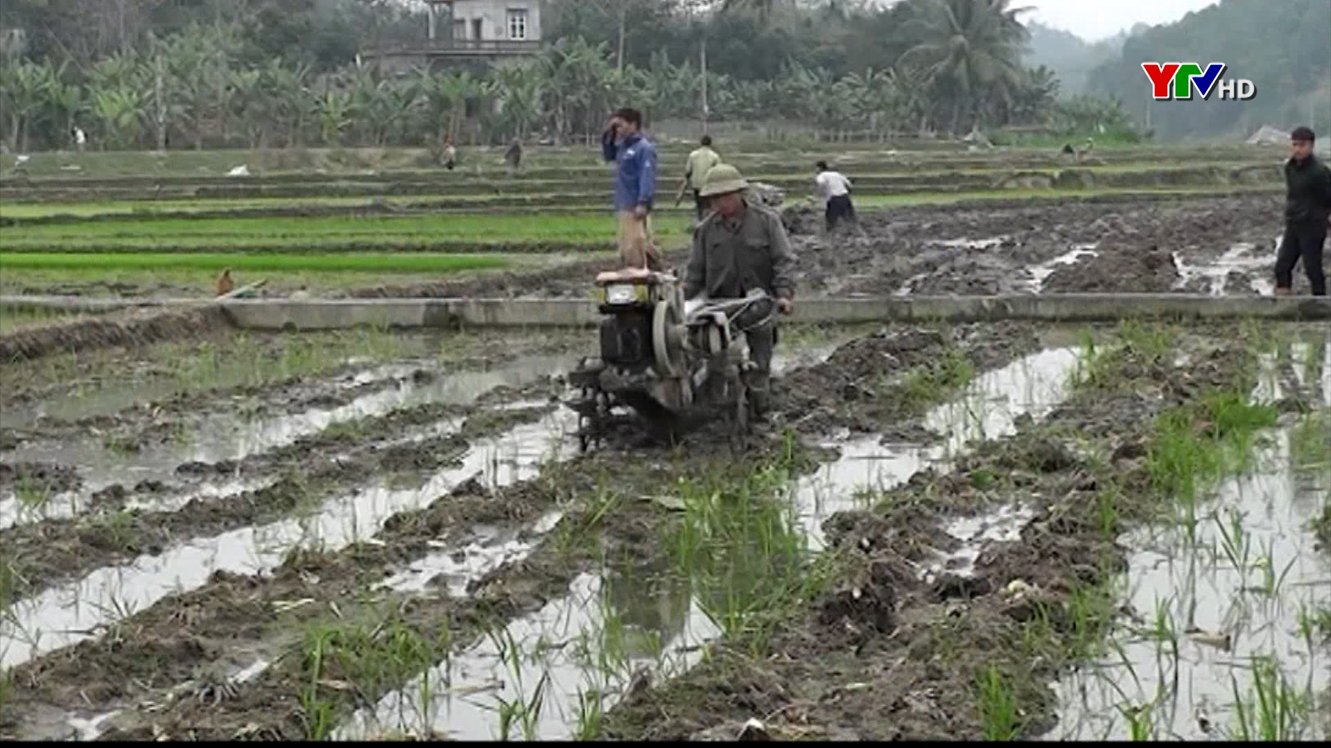 Huyện Yên Bình phấn đấu hoàn thành gieo cấy gần 2000 ha lúa đông xuân