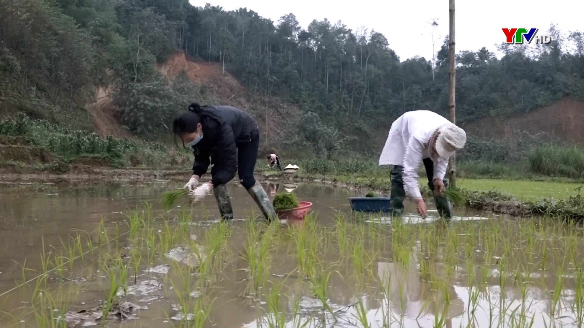 Nông dân huyện Trấn Yên tập trung gieo cấy lúa xuân