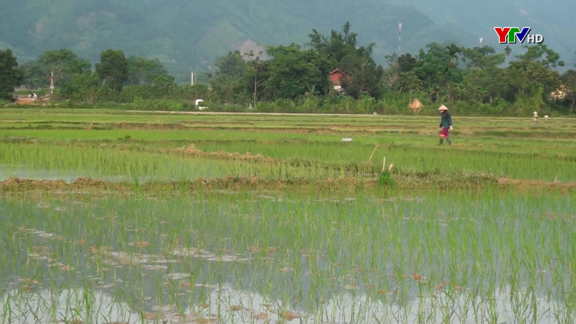 Huyện Lục Yên cơ bản hoàn thành gieo cấy 3.400 ha lúa xuân