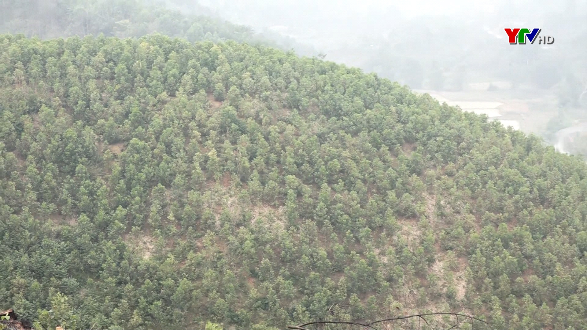 Huyện Lục Yên tập trung chăm sóc rừng
