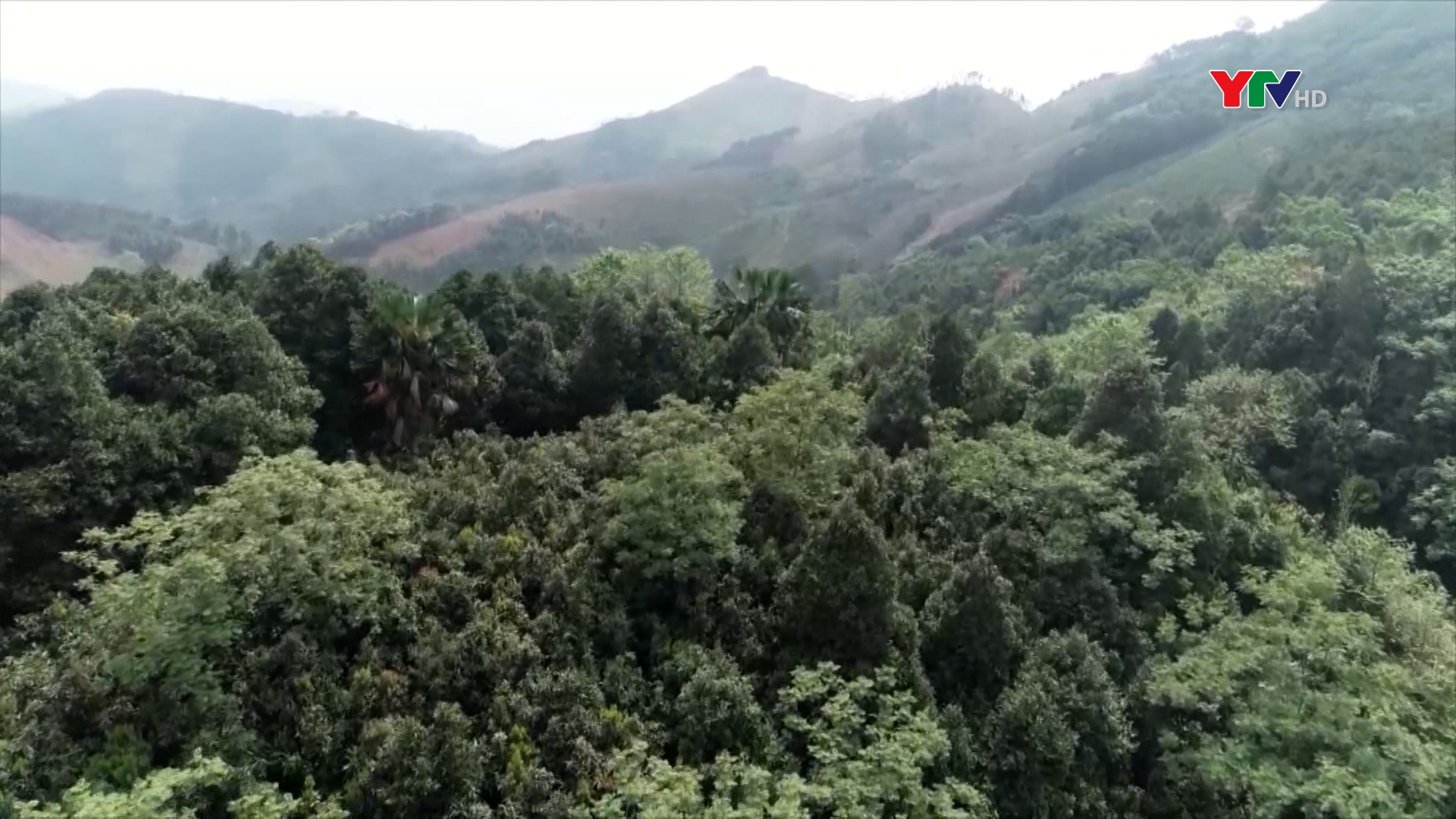 Yên Bình có trên 4.000 ha rừng được cấp chứng chỉ FSC