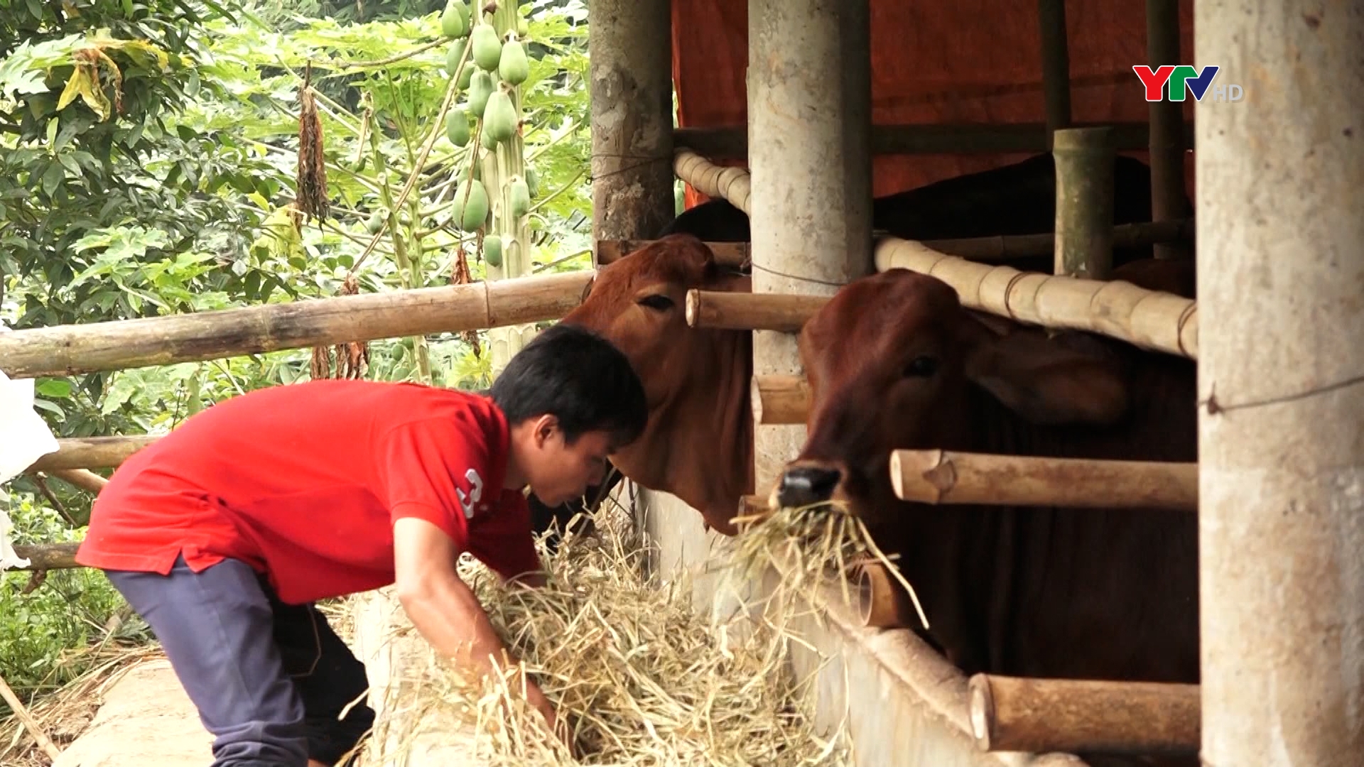 Lục Yên tăng cường các biện pháp phòng, chống rét cho đàn vật nuôi