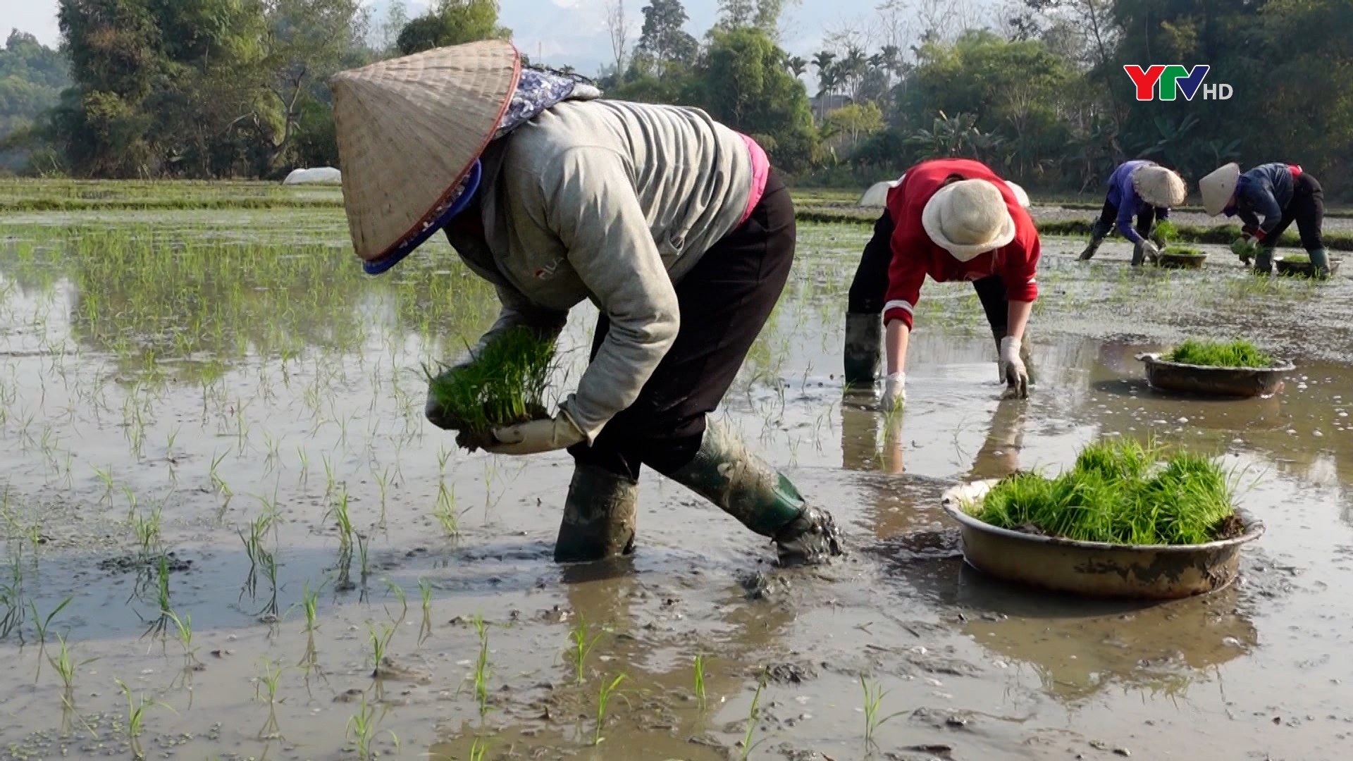 Nông dân huyện Lục Yên tập trung xuống đồng