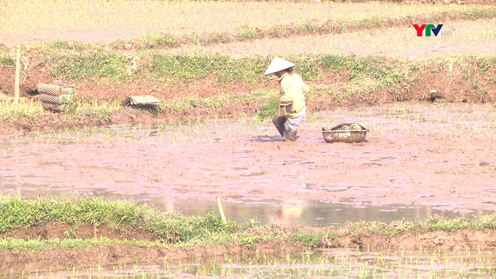 Yên Bình: Nông dân hoàn thành gieo cấy lúa trà sớm