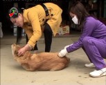 Lục Yên tiêm trên 2000 liều vắc xin phòng dại cho chó, mèo