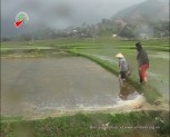 Huyện Văn Chấn có trên 200 ha lúa mới cấy bị chết rét