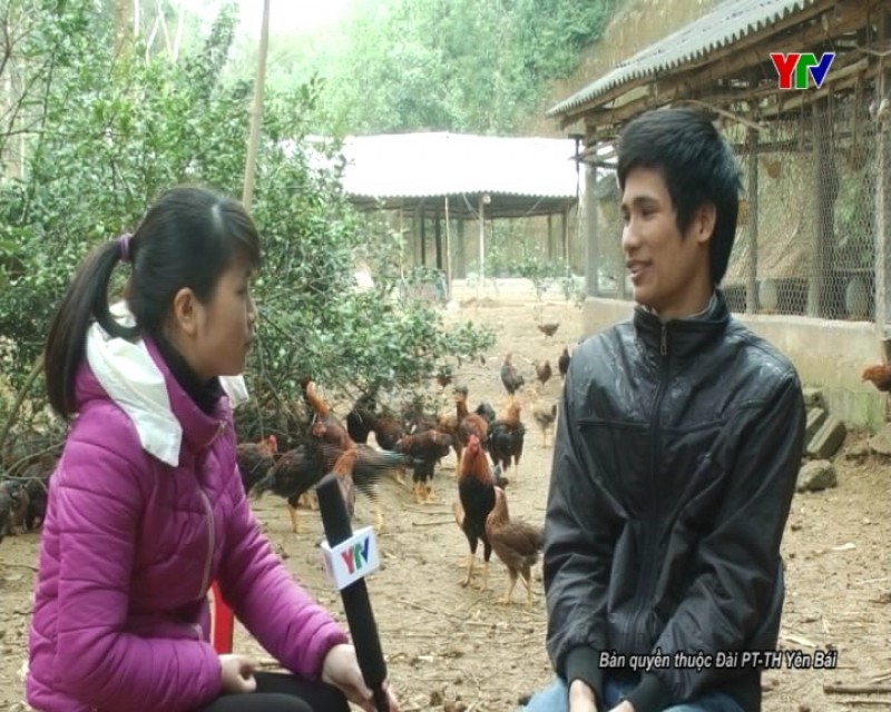 Hoàng Huy Tuấn –Triệu phú làm giàu từ nuôi gà thịt