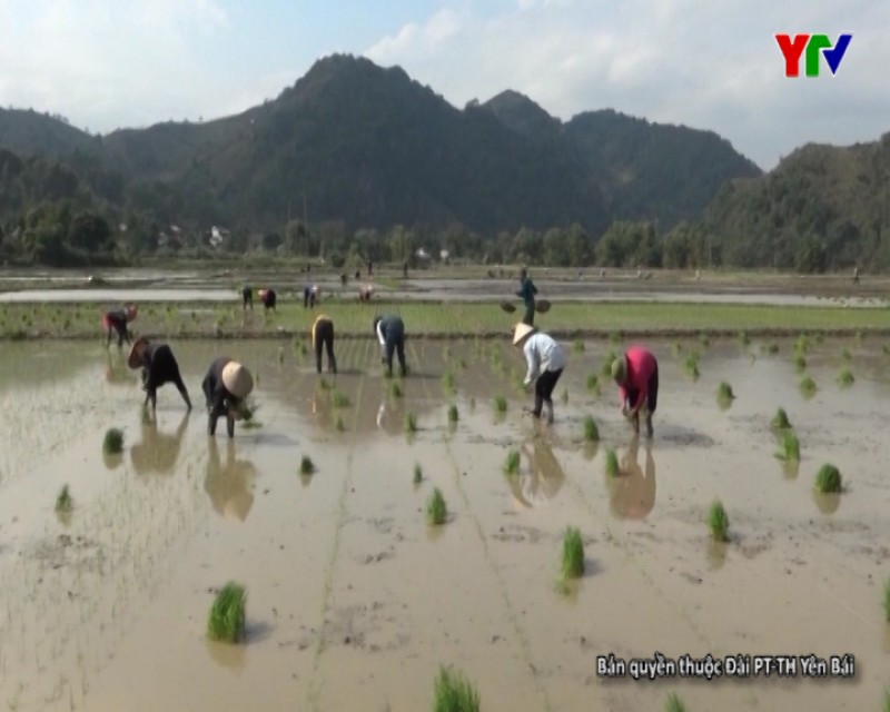 Văn Chấn tập trung sản xuất cánh đồng một giống lúa