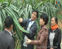Hội làm vườn thị trấn Yên Bình góp phần phát triển kinh tế VAC