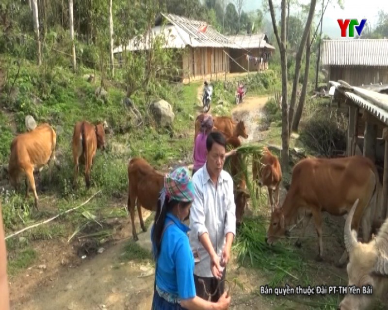 "Cú huých" cho phát triển chăn nuôi đại gia súc ở Văn Chấn