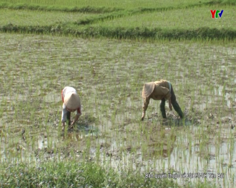Huyện Yên Bình tập trung cấy dặm lại diện tích lúa xuân bị chết rét