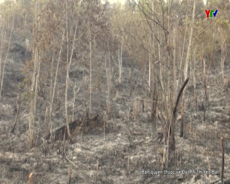 Xác định được đối tượng gây cháy rừng tại xã Làng Nhì huyện Trạm Tấu
