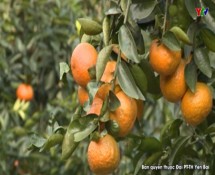 Huyện Lục Yên hỗ trợ trồng 44 ha cam năm 2018