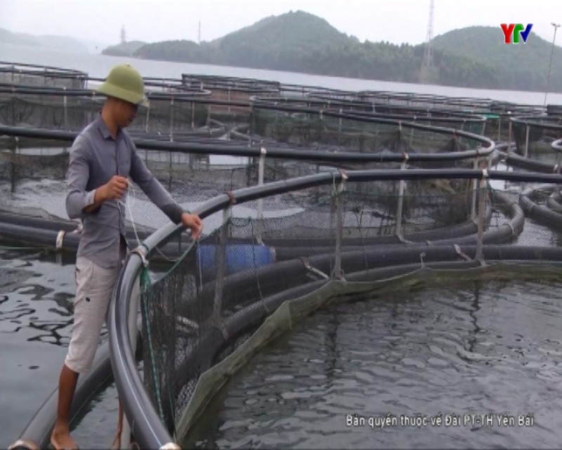 Huyện Yên Bình hỗ trợ nhân dân  phát triển thủy sản
