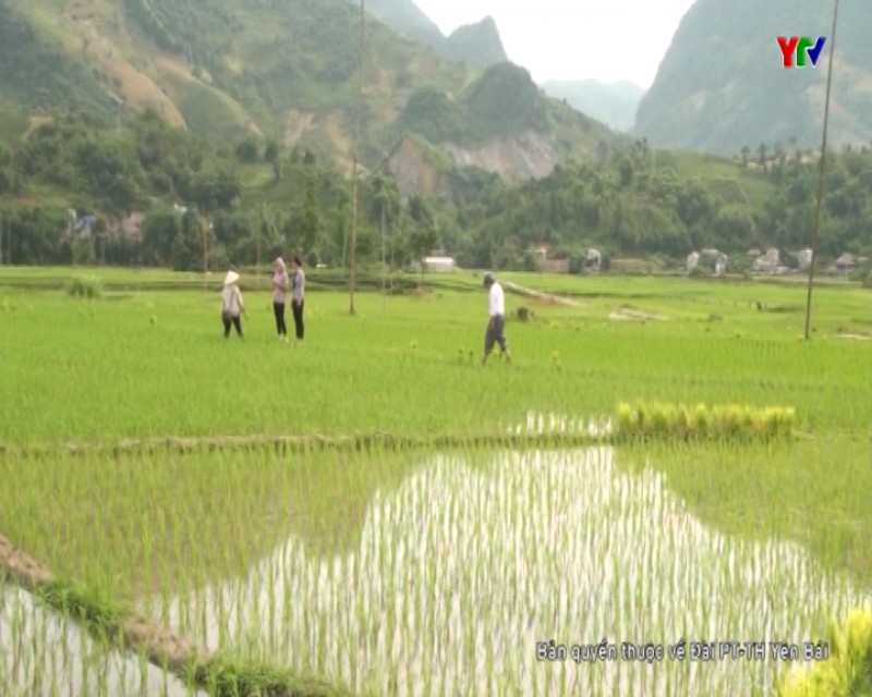 Hơn 4200 ha lúa đông xuân của huyện Văn Chấn đang sinh trưởng và phát triển tốt