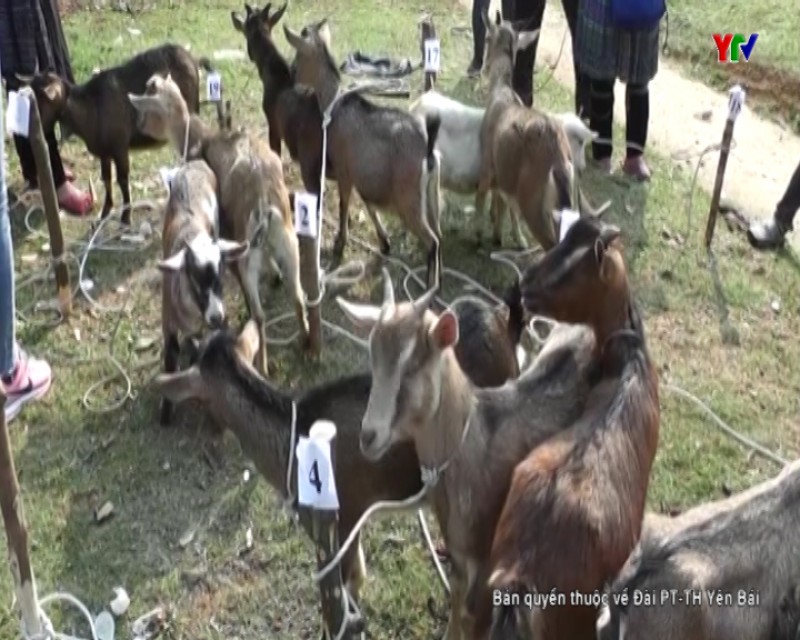 Hội LHPN tỉnh trao dê giống tại huyện Mù Cang Chải
