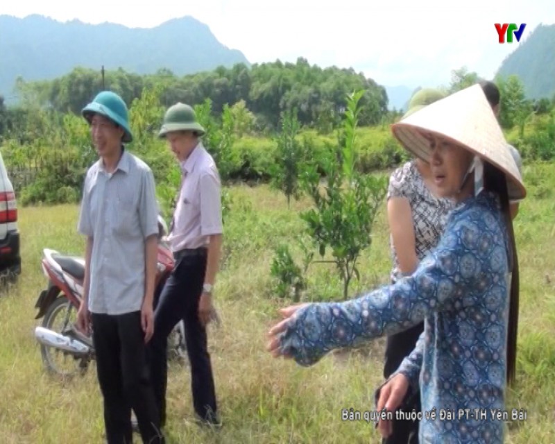 Huyện Văn Chấn với việc tái cơ cấu ngành nông nghiệp
