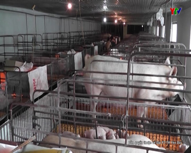 Huyện Trấn Yên triển khai công tác phòng chống dịch tả lợn châu Phi