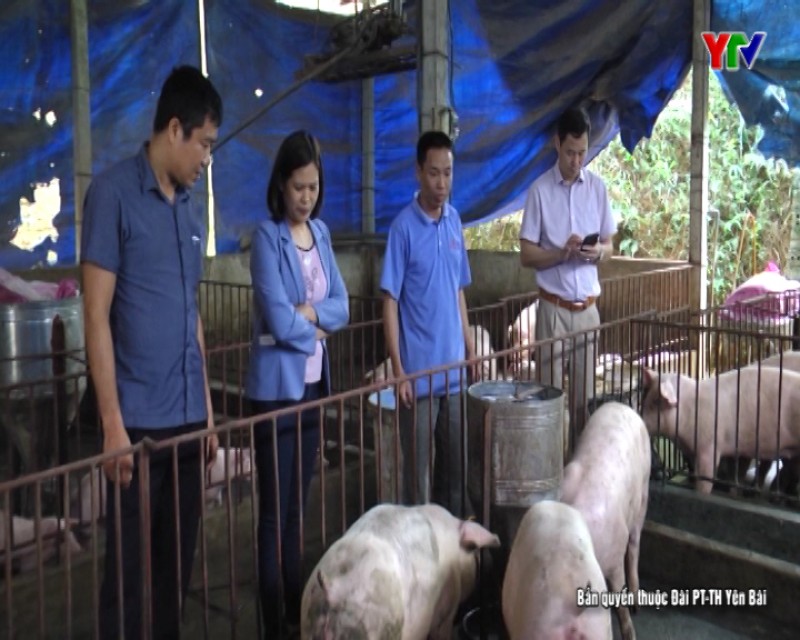 Huyện Yên Bình chủ động phòng, chống dịch tả lợn châu Phi