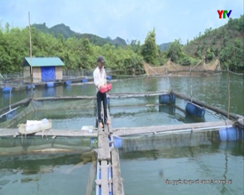 Lục Yên: sản lượng khai thác thủy sản hàng năm đạt 1.750 tấn