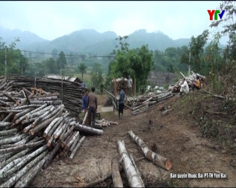 Huyện Văn Chấn mở rộng vùng nguyên liệu gỗ