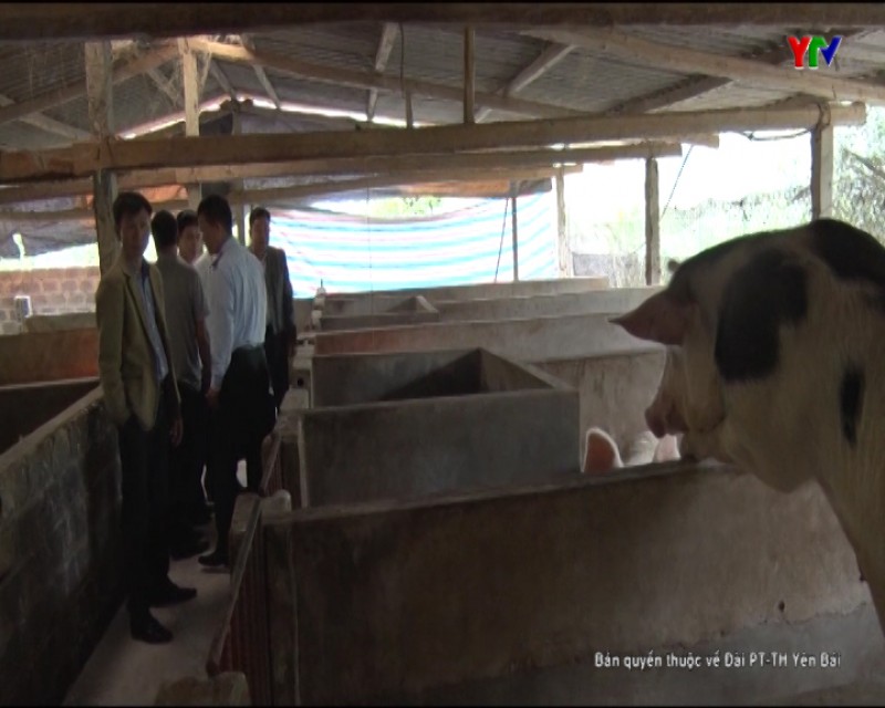 Kiểm tra công tác phòng chống dịch tả lợn châu Phi tại huyện Văn Chấn.