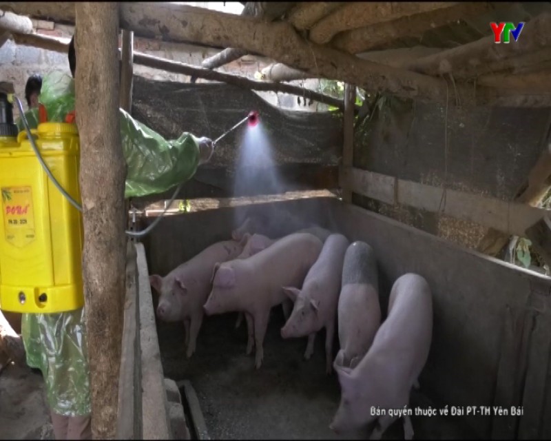Huyện Mù Cang Chải kiểm tra công tác phòng chống dịch tả lợn châu Phi và dịch lở mồm,long móng