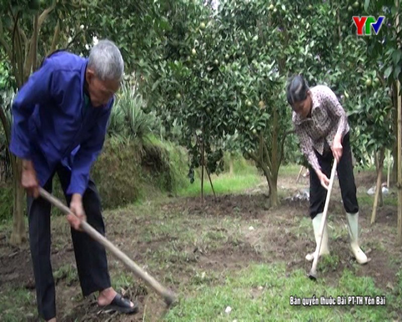 Sản lượng cây ăn quả có múi của huyện Lục Yên đạt 8.500 tấn