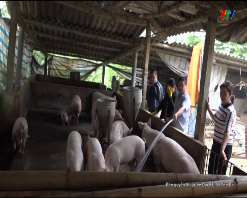 Huyện Văn Chấn phòng chống dịch tả lợn châu Phi