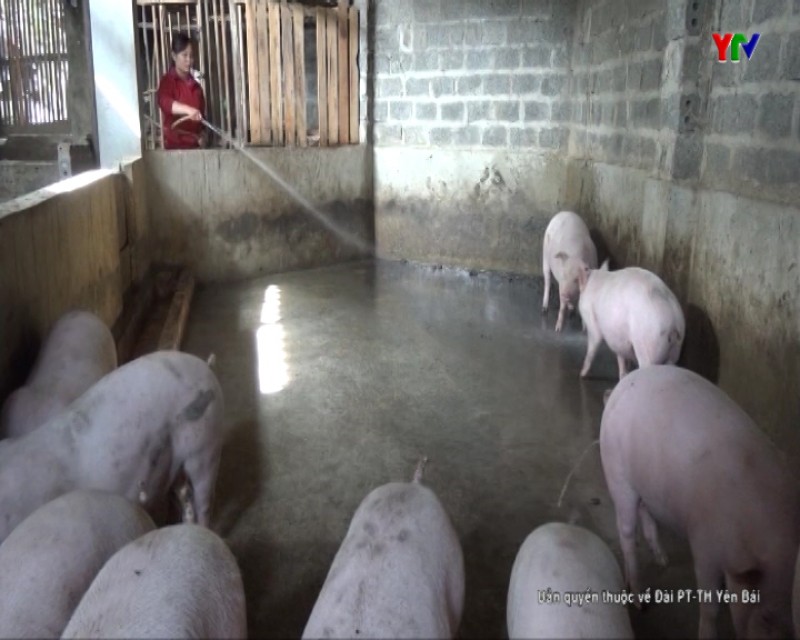 Thị xã Nghĩa Lộ quyết tâm ngăn chặn dịch tả lợn châu Phi xâm nhiễm vào địa bàn