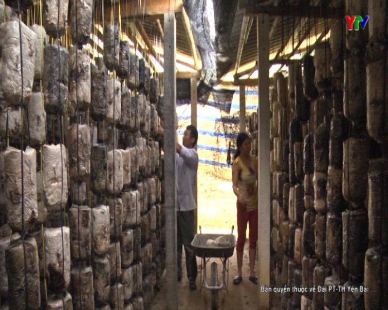 Yên Bái nhân rộng hiệu quả đề tài ứng dụng sản xuất nấm