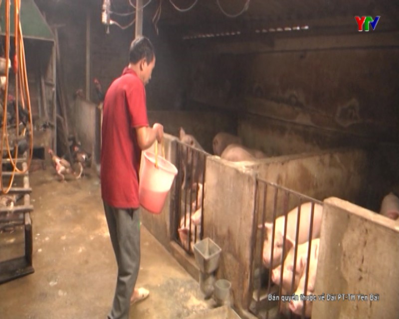 Thành phố Yên Bái tăng cường phòng chống dịch tả lợn châu Phi