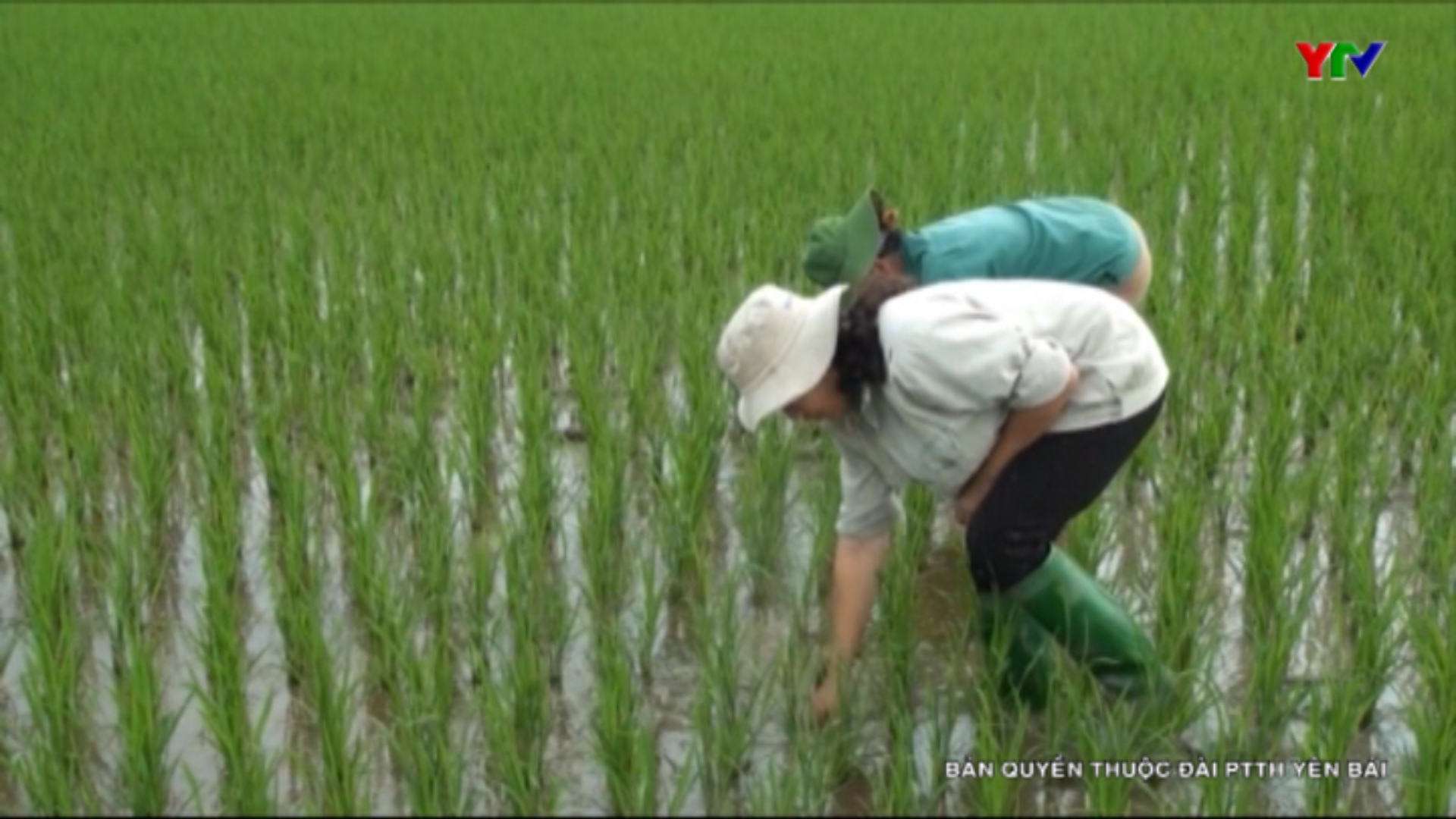 Nông dân Yên Bình tập trung chăm sóc và phòng trừ sâu bệnh hại lúa