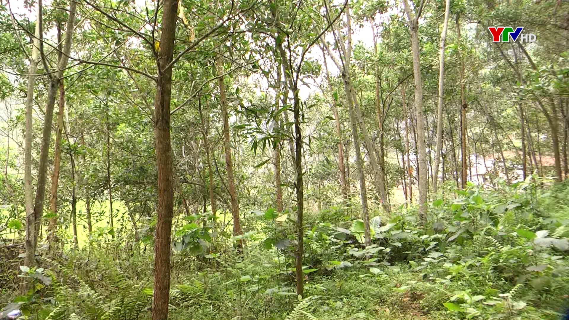 Yên Bái đẩy mạnh phát triển kinh tế rừng FSC