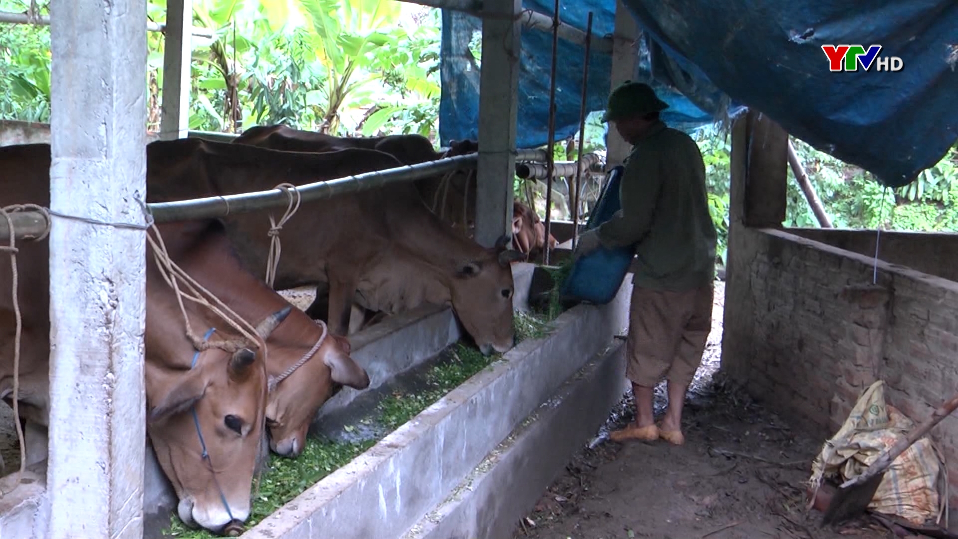 Tỉnh Yên Bái phấn đấu phát triển đàn gia súc chính lên 752.500 con