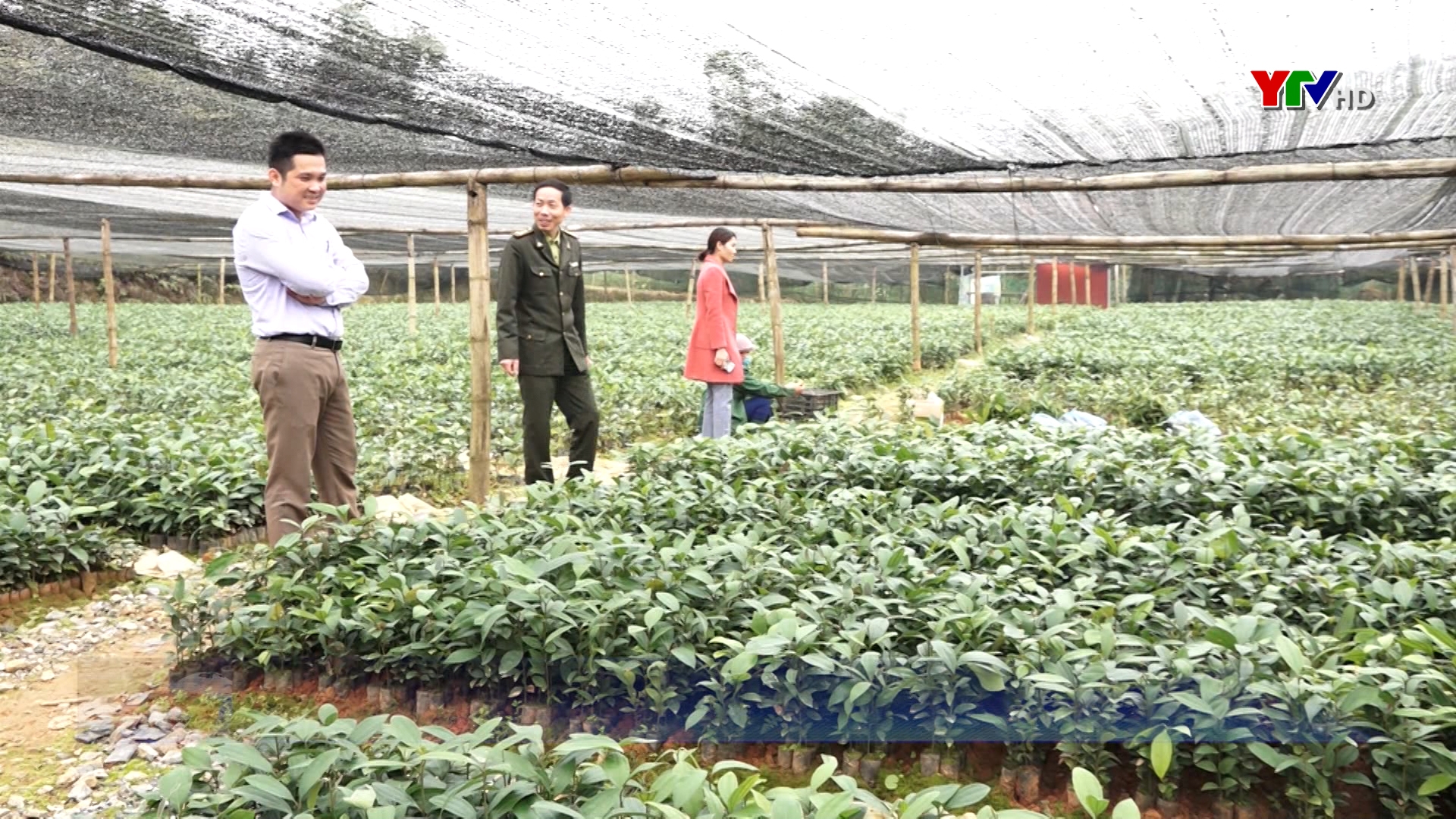 Huyện Lục Yên trồng được 1.000 ha rừng trong vụ xuân